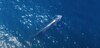 Balenele sei au reapărut în largul coastelor Patagoniei, la 100 de ani după ce au fost considerate dispărute VIDEO