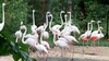 Zeci de păsări flamingo au poposit în Delta Dunării. Cum explică specialiştii fenomenul: Iarna a dispărut