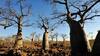 Copacul vieții: s-a aflat misterul originii baobabilor
