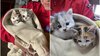 Respect, oameni buni!. Doi pui de pisică, salvați de pompierii din Constanţa. Au rămas captivi în țevile de la (...)