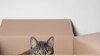 Un cuplu și-a expediat din greșeală pisica de companie într-un colet poştal