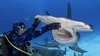 Oamenii de știință au descoperit o posibilă „pepinieră” de rechini ciocan în Galapagos