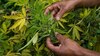 Plantație de marijuana, descoperită în Spania. Un român a fost arestat