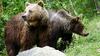 Un grup de turiști a cerut ajutorul jandarmilor după ce a întâlnit patru urși