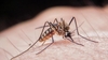 Virusul West Nile a mai făcut două victime în Italia