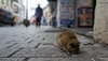 Nicușor Dan susține că în București nu sunt probleme cu șobolanii: 'E o temă artificială'