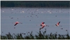VIDEO Imagini spectaculoase în Delta Dunării: Zeci de păsări flamingo pot fi admirate pe braţul Sfântu Gheorghe