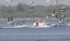 Anchetă a Poliţiei după ce mai multe şalupe au intrat într-o colonie de pelicani, în Delta Dunării. Ce riscă vinovaţii