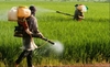Alertă în Statele Unite! Pesticid periculos ascuns printre condimentele venite din India