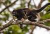 O specie de maimuţe, afectată de valul de căldură din Mexic: animalele cad moarte din copaci