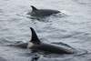 Mai multe balene ucigașe au scufundat un iaht în strâmtoarea Gibraltar. Ce spun cercetătorii despre comportamentul (...)