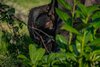 VIDEO O mamă cimpanzeu își jelește de luni de zile puiul mort la o grădină zoologică din Spania