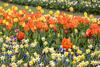 Ce este bine să faci de Florii 2024. Duminica Floriilor sau Intrarea Domnului în Ierusalim, semnificaţii şi tradiţii