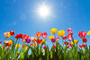 Meteorologii anunță că va fi vreme frumoasă în ultima lună de primăvară