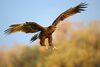 Vulturii și-au schimbat rutele de zbor pentru a evita războiul din Ucraina, au descoperit cercetătorii britanici