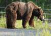 Urșii, semnalați de 18 ori în ultima săptămână în localități din Harghita. Viceprimar: „Ne jucăm de-a v-aţi (...)