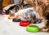 Avertisment urgent pentru proprietarii de pisici lansat de un medic veterinar. „Este bine până când dezvoltă o (...)