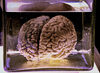 Peste 57.000 de celule și 150 de milioane de conexiuni, prezente într-o mostră infimă de creier uman