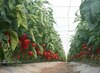 Aplicația care îi bulversează pe agricultorii din Programul Tomata. „Să citească foarte bine cererea de înscriere”