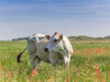 Zeci de vaci au murit în câteva minute pe un câmp din cauza unei cereale comune care devine otrăvitoare din cauza (...)