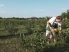 O nouă taxă pentru micii fermieri români. De la 1 iulie vor fi impozitați pentru transportul propriilor produse la piață