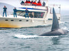 Un grup de orci a atacat și scufundat un iaht de 15 metri în largul Strâmtorii Gibraltar. Al șaptelea incident în (...)