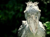 VIDEO. ”Pasărea gheată”. O specie africană de dimensiunea unui om mănâncă pui de crocodil și își ucide frații