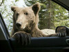Un urs a târât în pădure cadavrul unui șofer mort într-un accident rutier