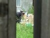 Ce au găsit polițiștii într-o localitate părăsită din Argeș. Le-au descoperit într-o vilă, după ore de căutări