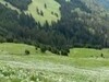 Fenomenul anual din Munții Rodnei care este tot mai căutat de turiști. Avertismentul lansat de autorități