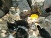 A apărut pisica-cloșcă. Cum s-a transformat felina în mamă pentru peste 100 de pui de găină