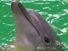 Delfinariul din Constanța, redeschis. Baby, puiul de delfin născut în captivitate, a fost vedeta publicului