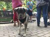 Craiova: Târg de adopții canine în Parcul Romanescu