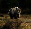RO Alert în Cornu, după ce a fost semnalată prezența unui urs pe stradă