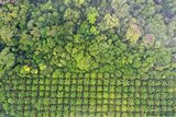 Pădurile din Noua Zeelandă absorb mult mai mult CO2 decât se estima
