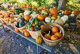 Îngrășământul BIO de care ai nevoie pentru a cultiva dovlecei de grădină cât mai mari și mai delicioși