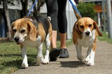 Amenzi uriașe pentru românii care au câine! Ce trebuie să facă stăpânii patrupedelor