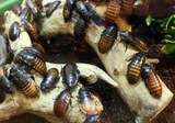 Soluțiile naturale care ne scapă de furnici, gândaci, țânțari și ploșnițe. Cum să le folosești