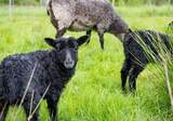 A fost confirmat primul caz de variolă ovină în România. Cum se transmite virusul POX și cât de contagios este
