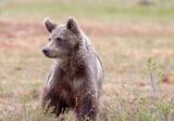 Bărbat de 44 de ani, în stare gravă după ce a fost atacat de urs, în Argeș! Animalul l-a sfâșiat în pădure, (…)
