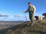 Trei rase de câini, interzise la paza turmelor în România. Regiunea din țară unde nu mai pot fi folosiți