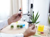 Studiu Nature: Marijuana afectează ovocitele și influențează negativ sarcina. Cercetătorii recomandă „prudență”