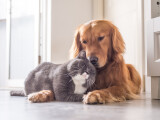 Curtea supremă a UE a decis că animalele de companie pot fi considerate „bagaje”, limitând răspunderea companiilor