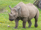 Fostul cel mai mare crescător de rinoceri, John Hume, a fost arestat în Africa de Sud. A fost acuzat de trafic cu coarne