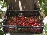 Un bărbat din Galați a fost operat de urgență după ce a mâncat 2 kilograme de cireșe cu tot cu sâmburi. „Șocat de ce (…)