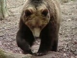 Urșii și lupii au produs pagube de peste 850.000 lei în Mureș. Zeci de localități din județ au fost grav afectate