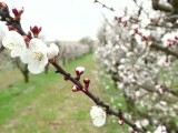 Anomalie climatică într-un județ din România. Cireșii au înflorit pentru a doua oară, în același an