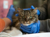 Un centru de urgențe veterinare și adopții va fi construit în Sectorul 3. Investiția este de peste 7,6 milioane lei