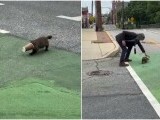 Marmotă blocată cu capul într-un pahar de cafea, salvată de directorul unei școli din SUA. Imaginile au ajuns virale