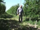 Fermierii afectați de înghețul din primăvară ar putea primi 3.000 de euro pe hectar de la Comisia Europeană